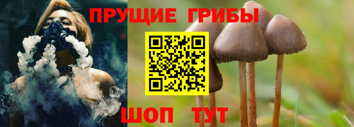 Псилоцибиновые грибы Psilocybe Славянск-на-Кубани